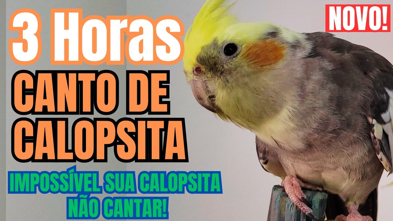 3 HORAS DE CANTOS de CALOPSITA Cantando muito. Cantos para treinar Calopsita a cantar