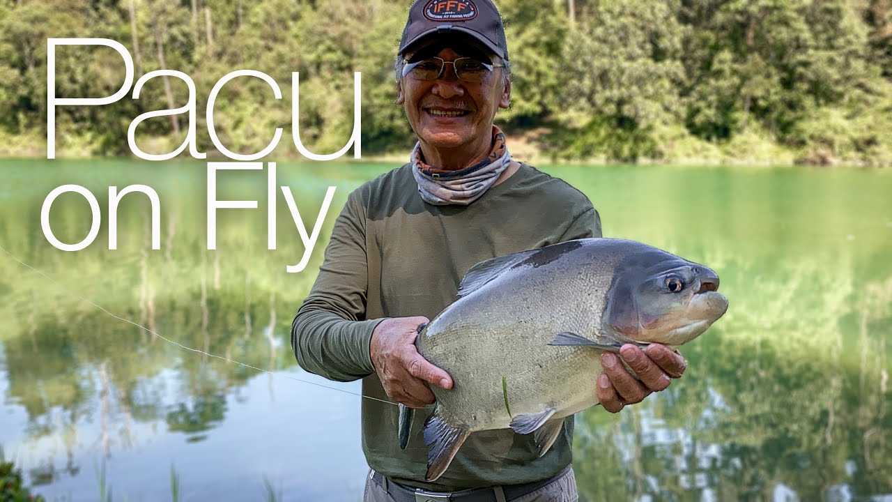 Pacu Fly Fishing in Malaysia | Empangan Air Kuning November 2019