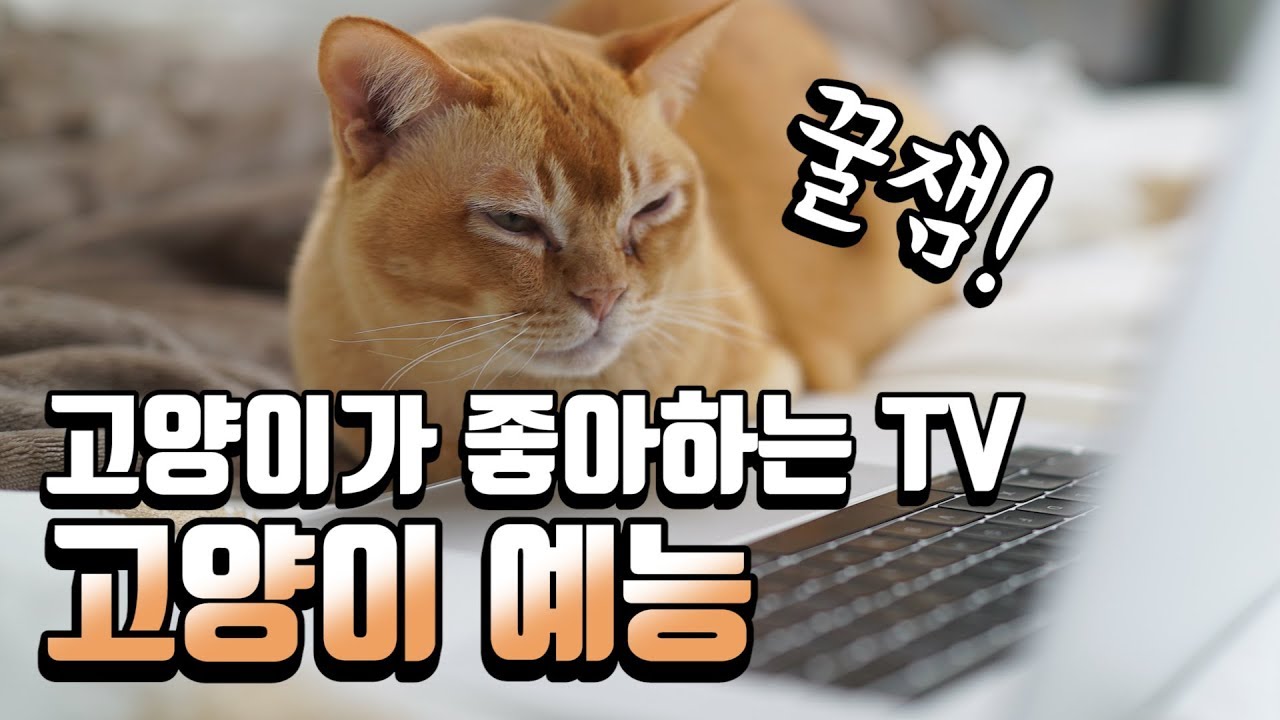 고양이를 위한 무한도전이 있다!!!