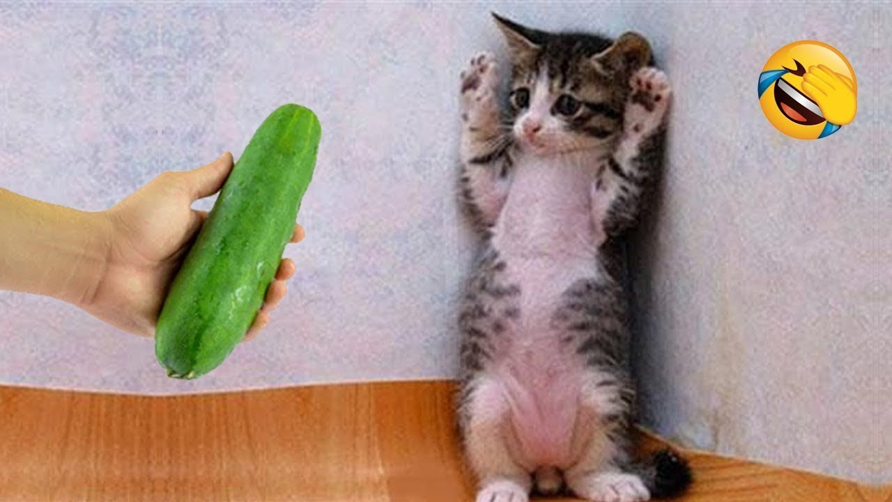 À mourir de rire ! 😂 Les chiens et chats les plus drôles 😹🐶 Partie 3