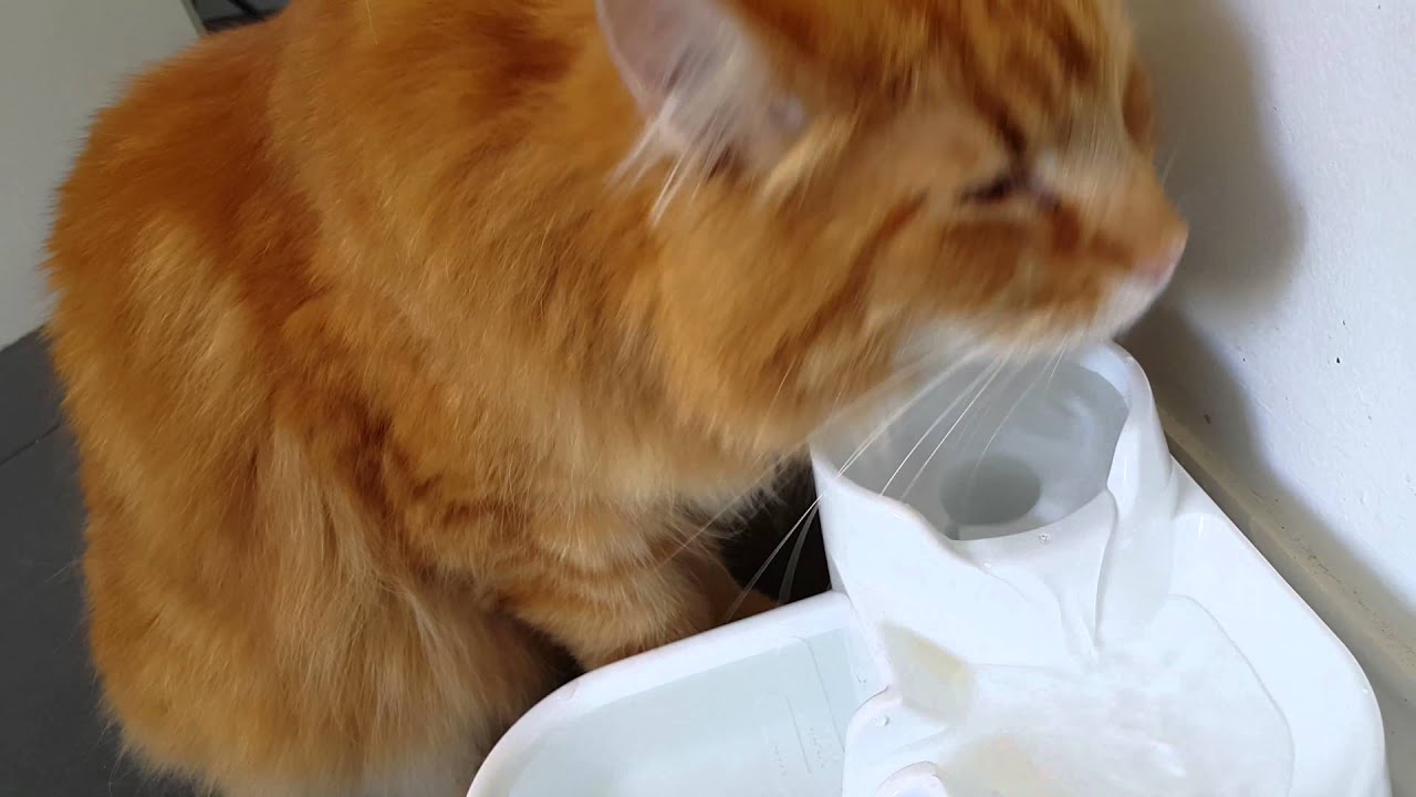 Cat trying out the Cat Mate Pet Fountain for the first time!