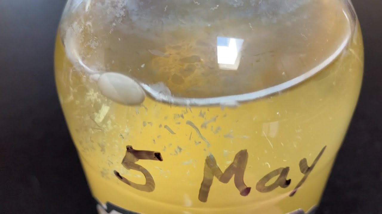 Aaak!!! Vinegar Eels Problem