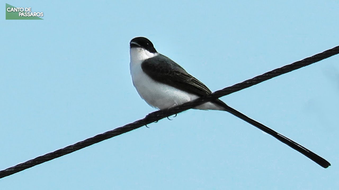 O CANTO DO P&Aacute;SSARO TESOURINHA (Tyrannus savana)