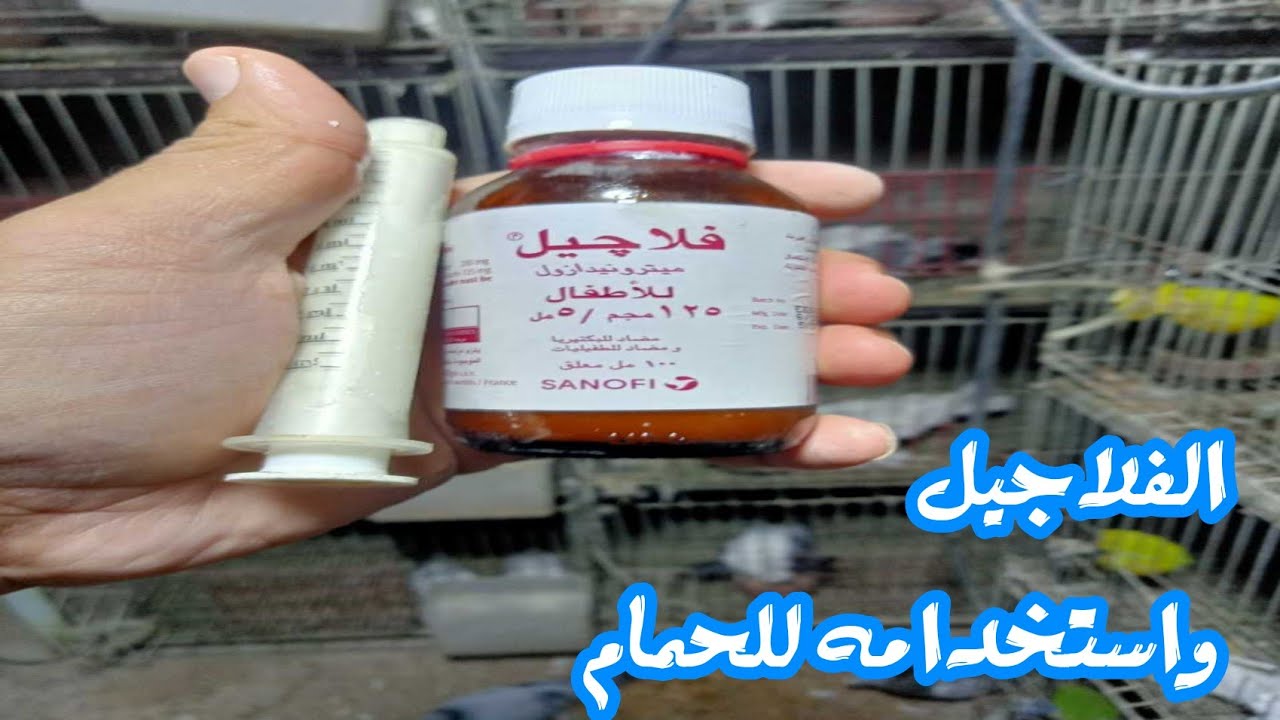 الفلاجيل واستخدامه للحمام للقضاء علي الدفتريا والكنكر