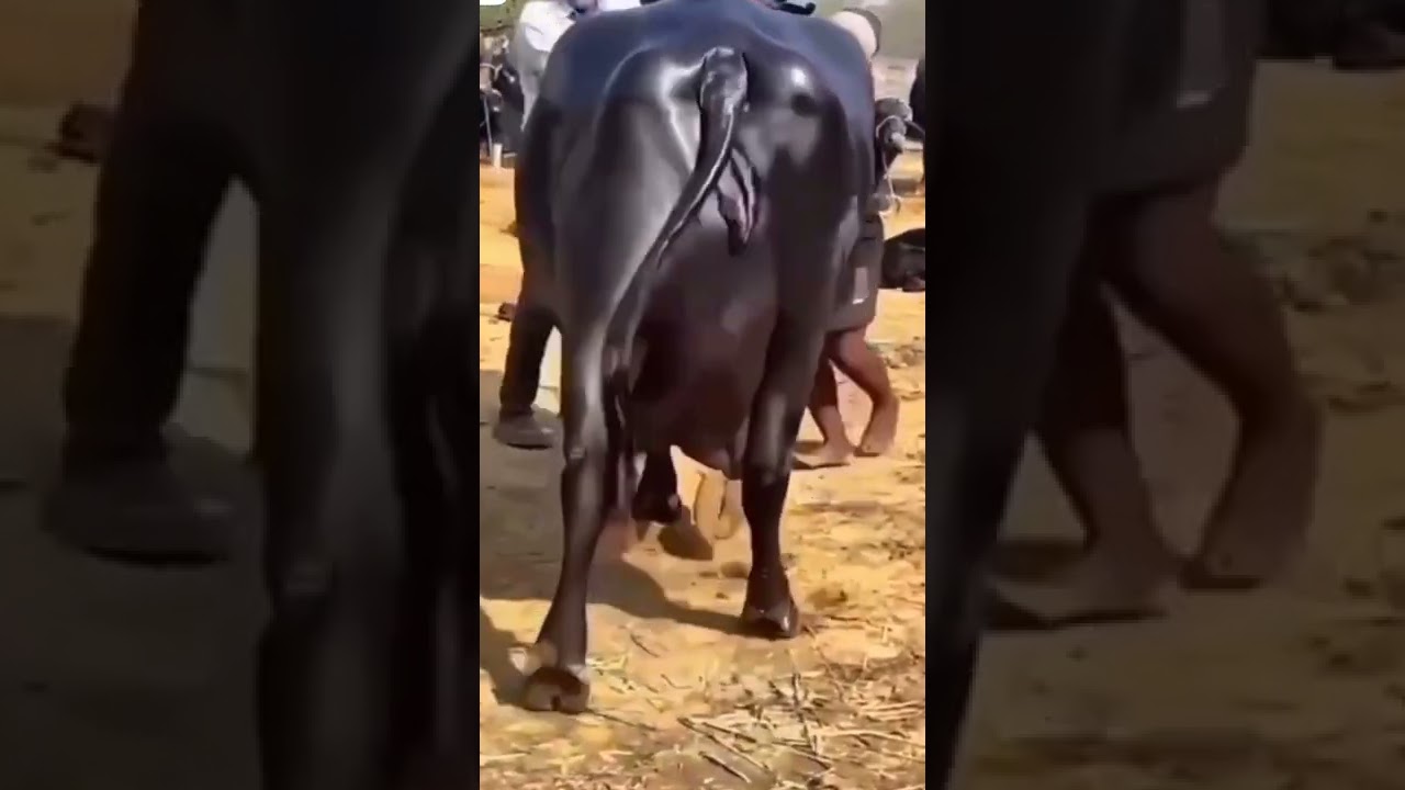 World Biggest udder Buffalo 25kg😱😍😘