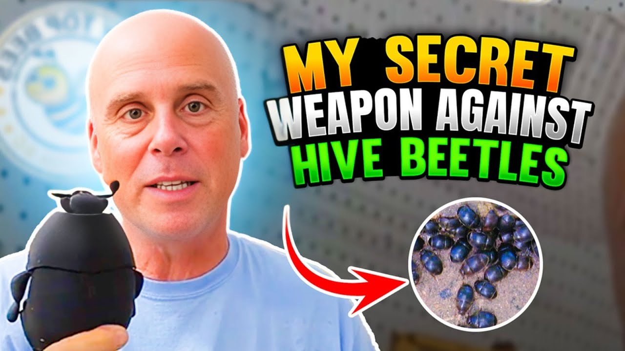 My Secret Weapon Against Small Hive Beetles: Keep this tool in your bee tool kit.