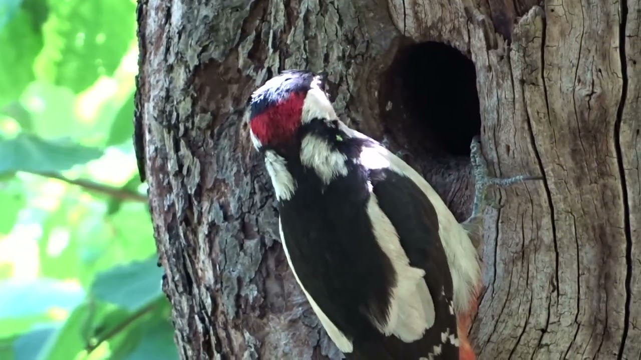 Dzięcioł duży - młody w dziupli karmiony przez rodzica