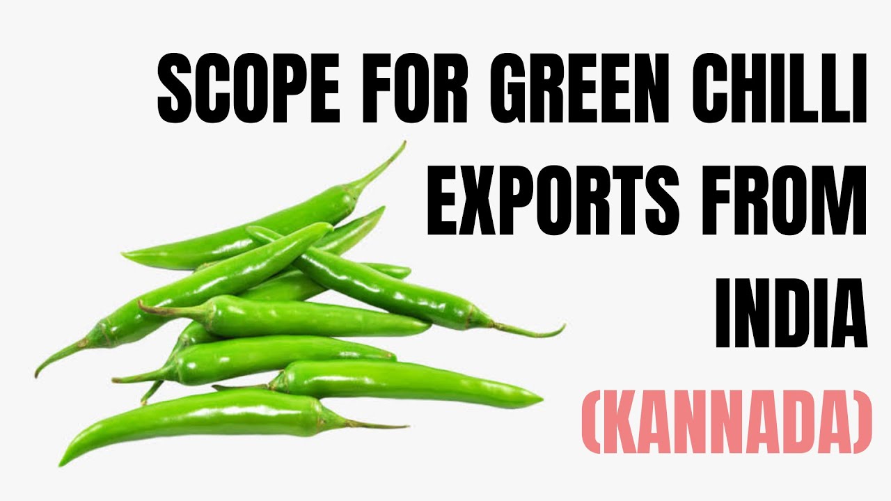 Scope for Green Chilli Exports from India. How and Why to Export Green Chilli?