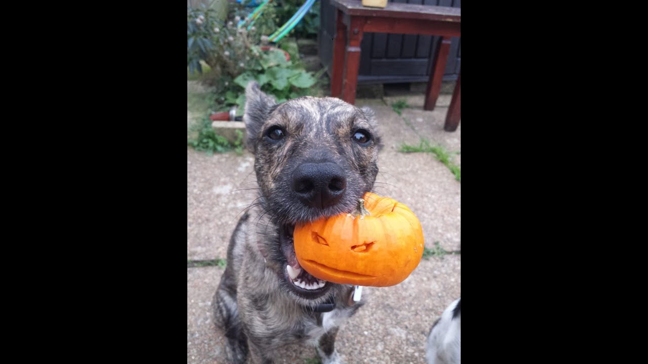 Orange Trick - Monthly Challenge For October 2025