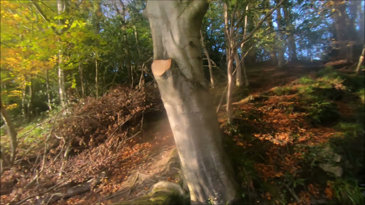 Autumn in Swan Park, Buncrana County Donegal 7th November 2021