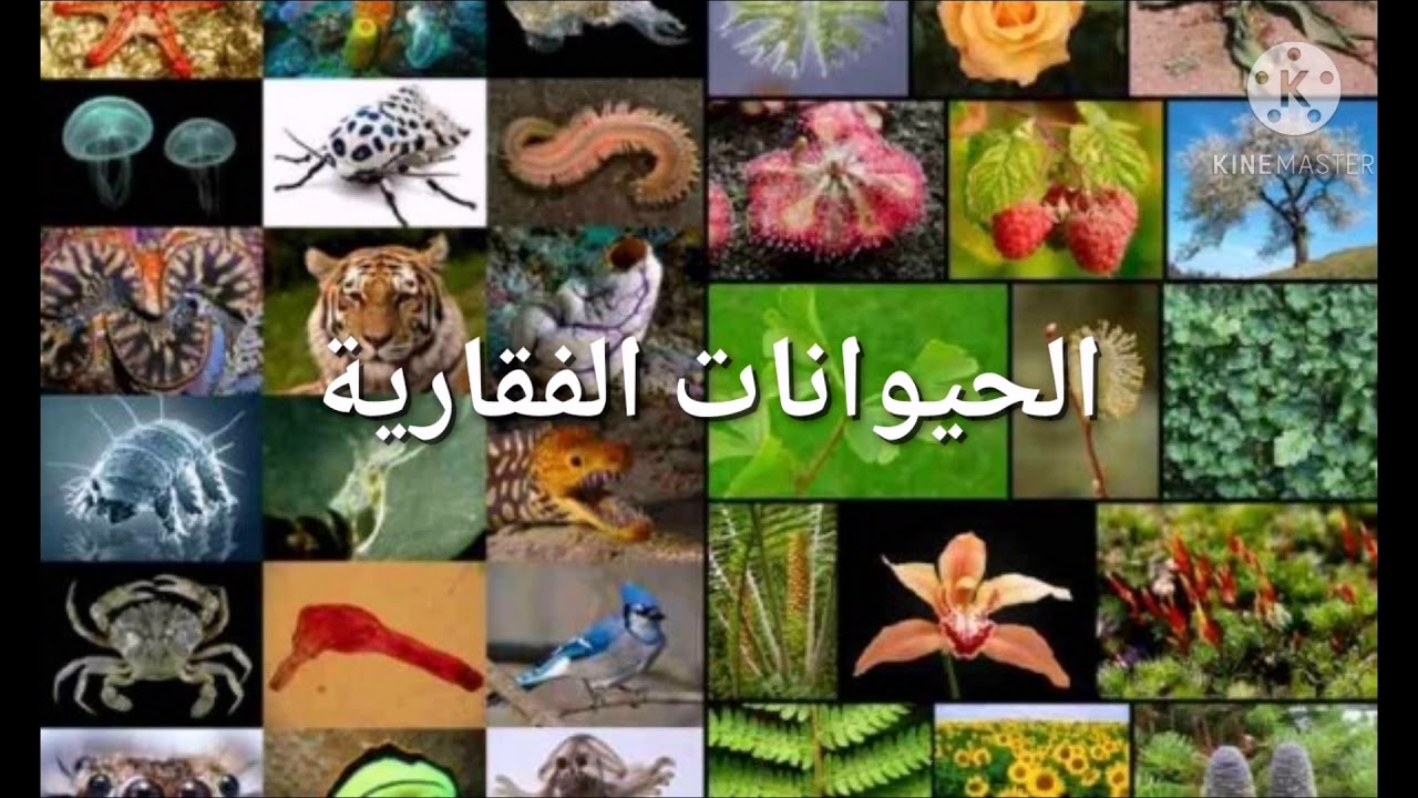 الحيوانات الفقارية /علوم الصف السابع
