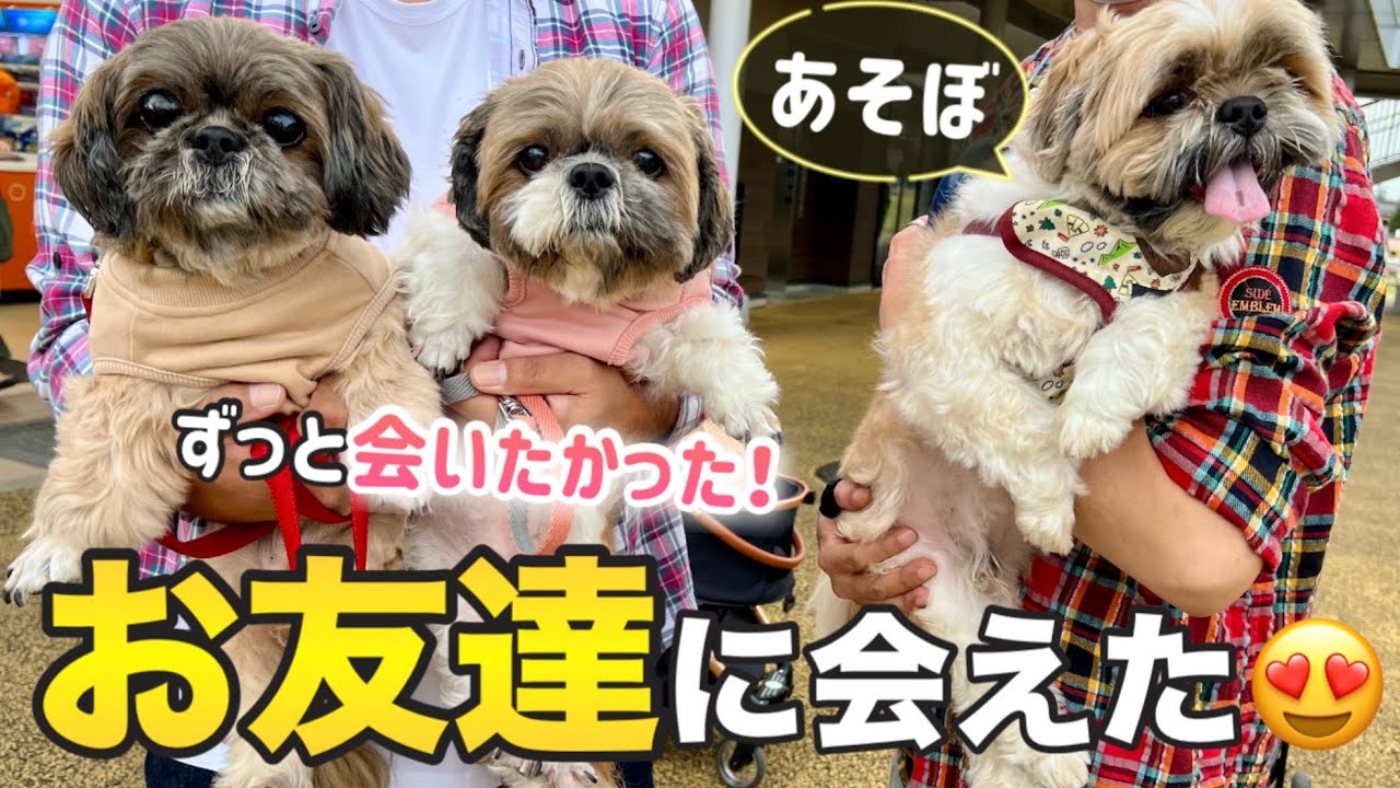 【シーズー】ずっと会いたかったお友達なのに、愛想が全くないシーズー親子😅