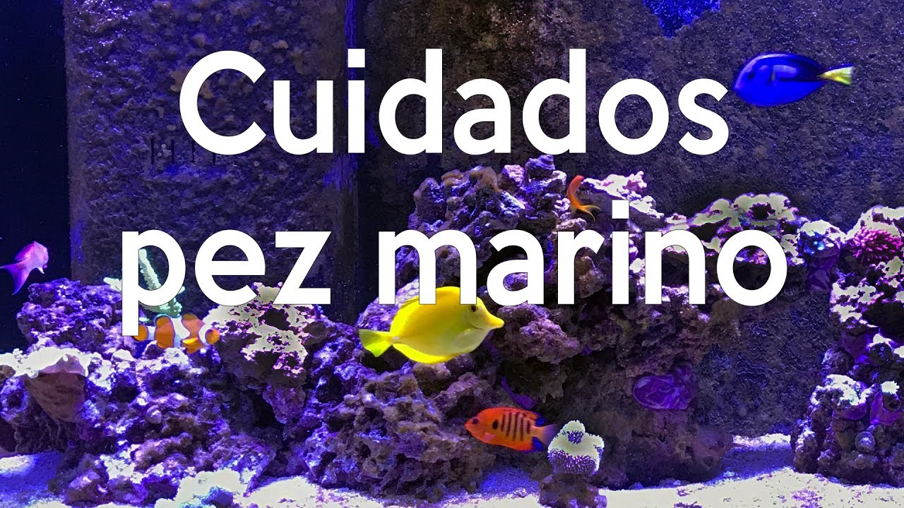 Cuidados pez de agua salada (marino) | AcuaTV