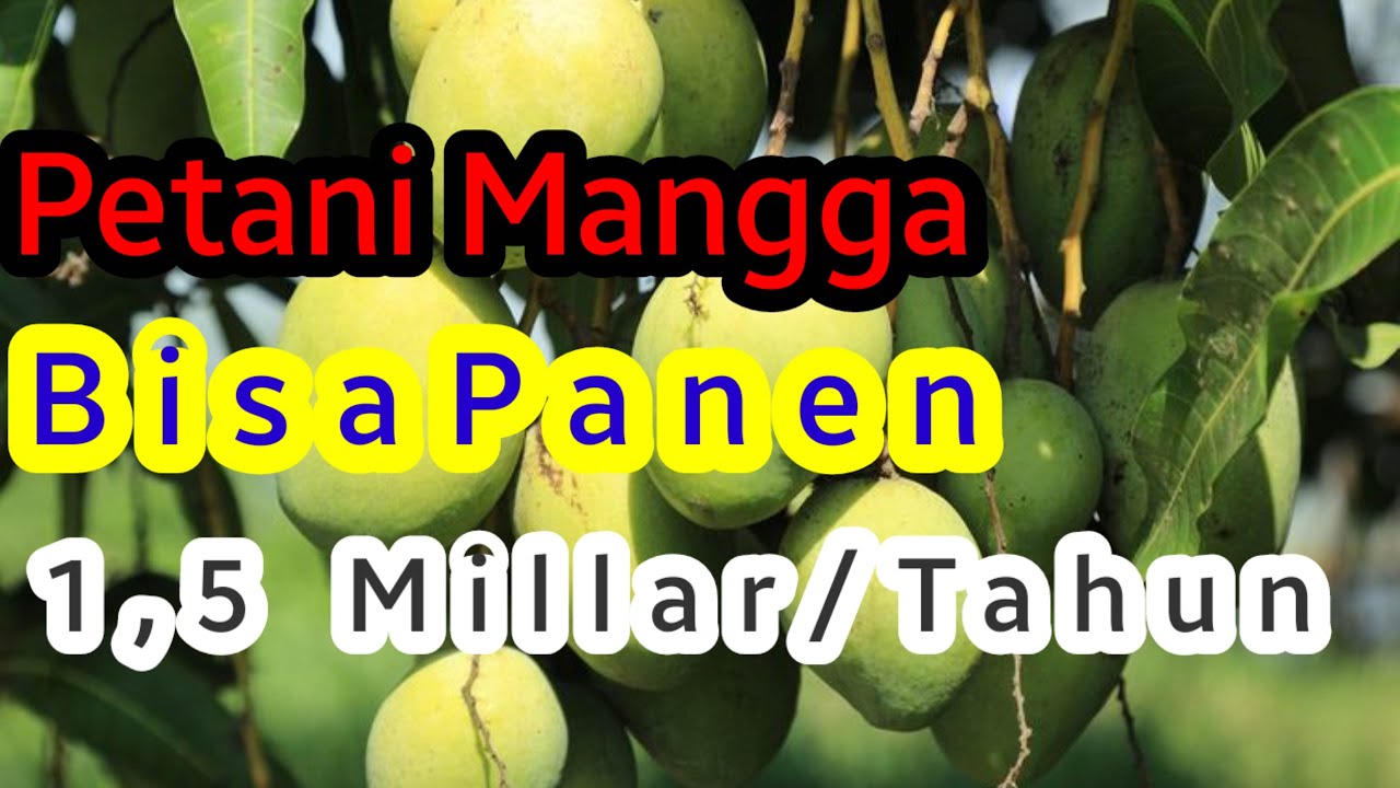Petani Mangga Sukses