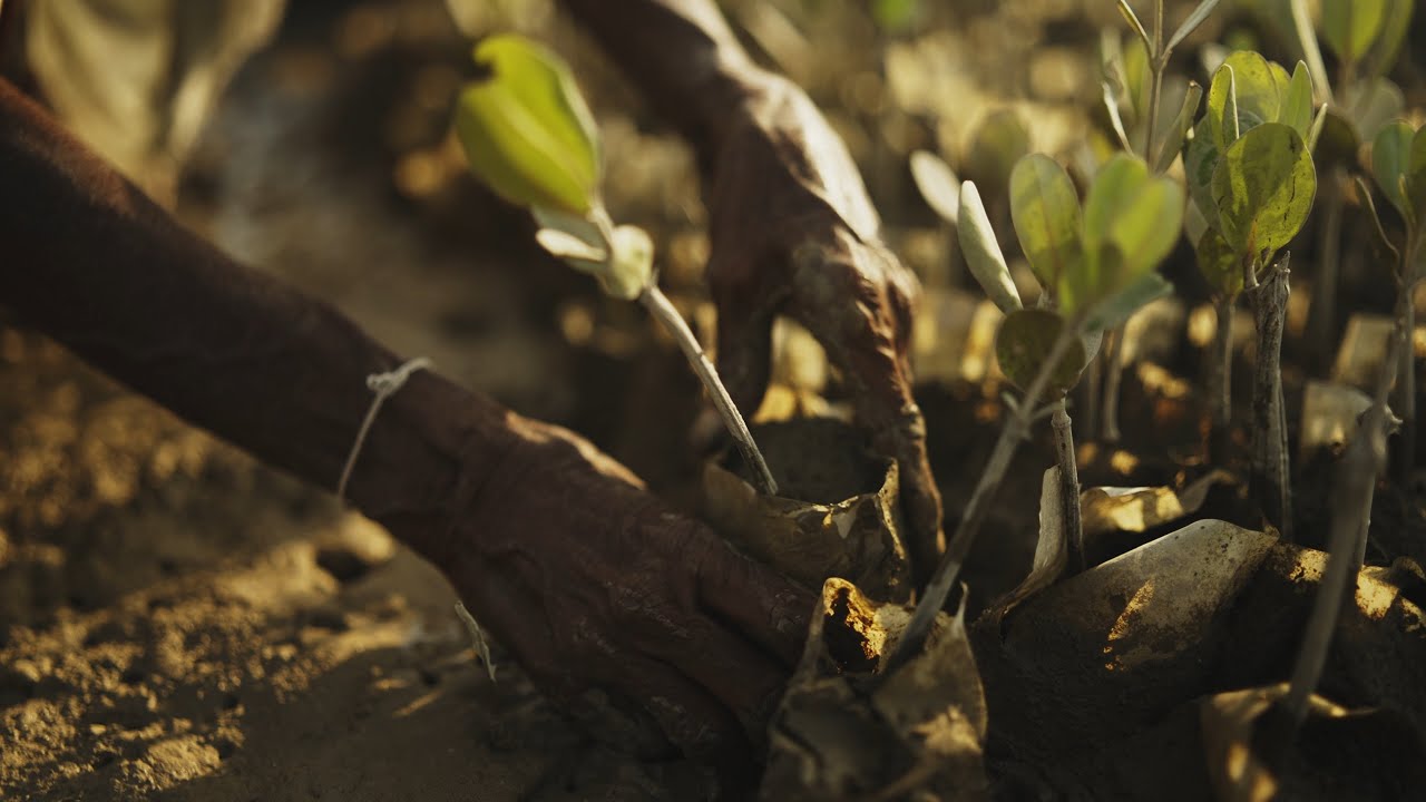 DELTA BLUE CARBON - Protecting Pakistan’s Mangroves for Climate, Community, and Biodiversity