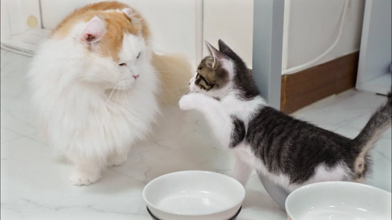 The Rescued Kitten Becomes Very Bold in front of the Big Cat