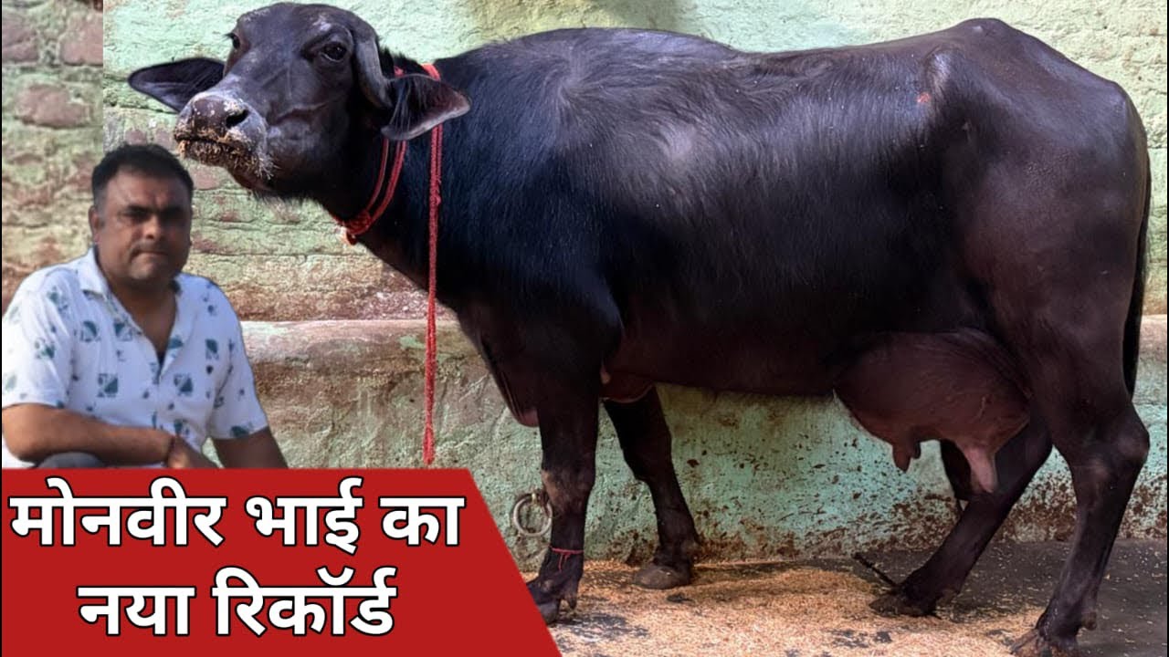 मोनवीर कुंडू का नया रिकॉर्ड, दो दांत मिणी झोंटी में तोला बढ़िया दूध | Rohtak Dairy Farm (9812930814)