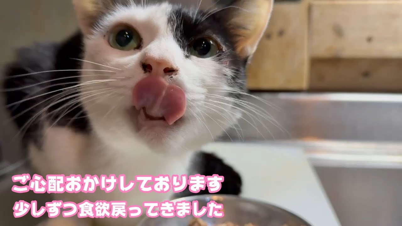 ご心配おかけしております  キュウちゃん少しずつ食欲回復してきています  2026 01 26 1
