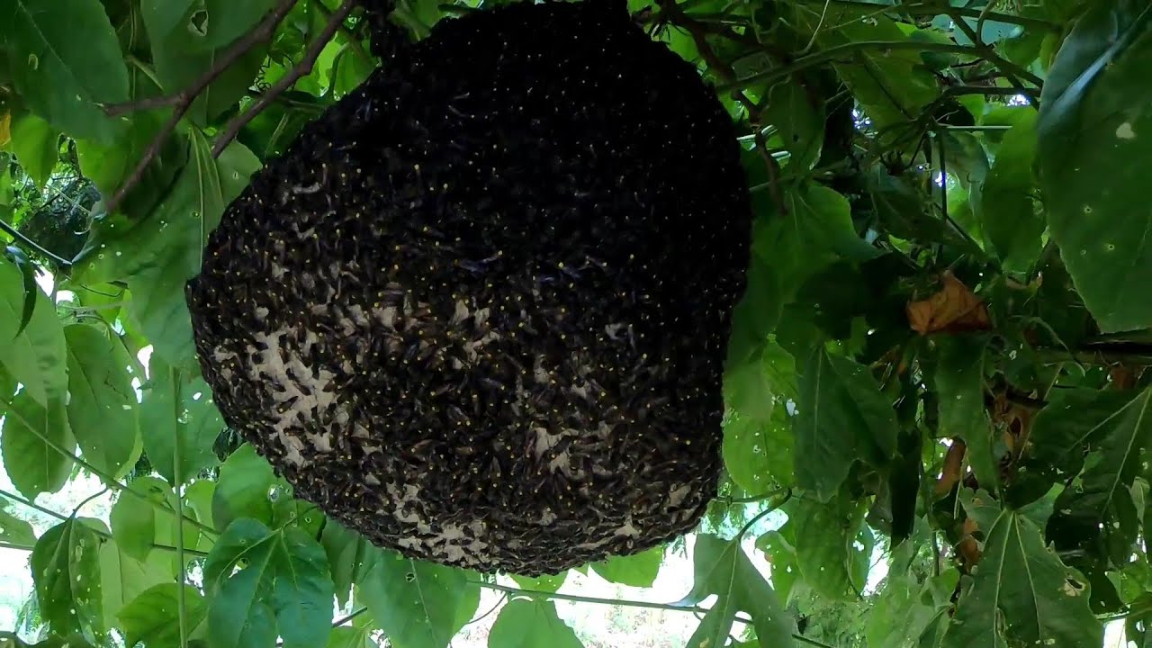 Tirou  CAIXA  marimbondo com a MÃO ...  não  MEXA  com quem tá Quieto..