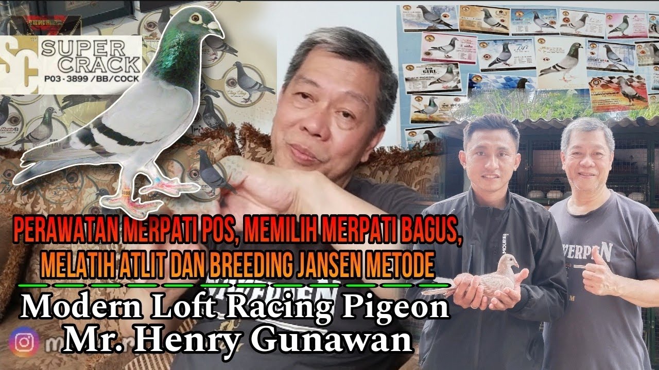 TIPS,!! SUKSES DAN JUARA DI MERPATI POS Mr. HENRY GUNAWAN MODERN LOFT