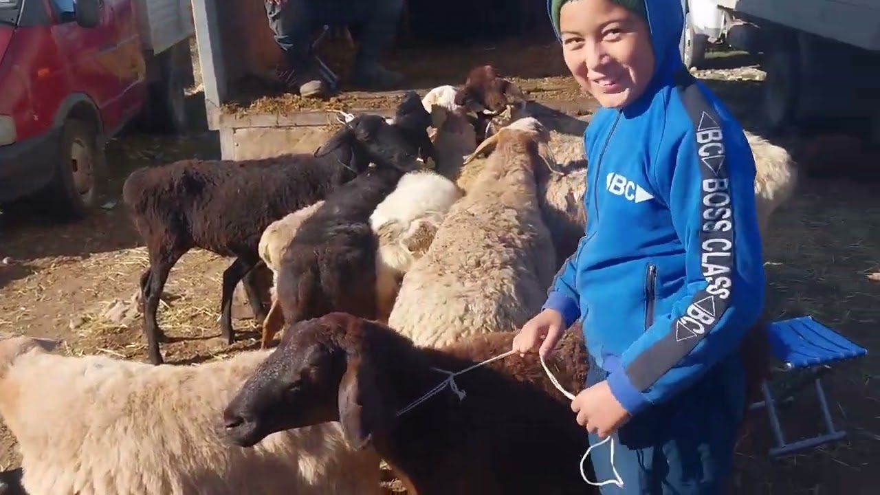 Бүгінгі Тараз мал базарына  Англо-Нубиский🐐 Теке/ Тамаша Қозы🐑/семіз тоқтылар келді