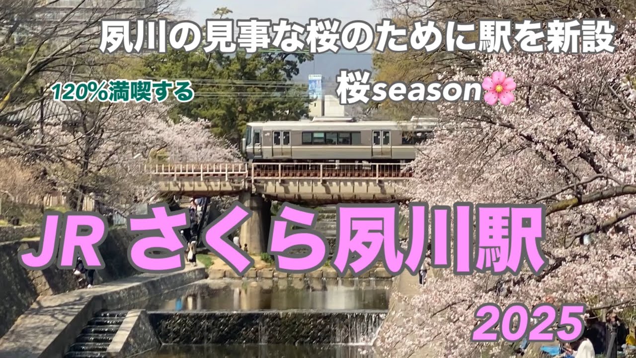 【JR神戸線】さくら夙川駅2025　120％満喫する　夙川の見事な桜のために駅を新設