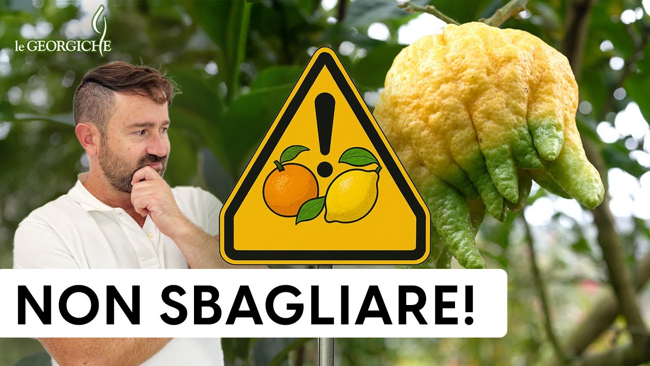 Guida completa: come concimare gli agrumi nel modo giusto 🍊 Variet&agrave; particolari da coltivare in vaso
