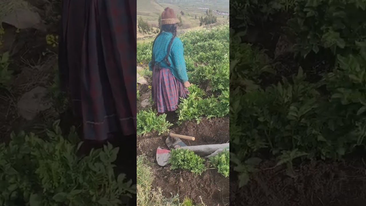 Así es en mi campo 