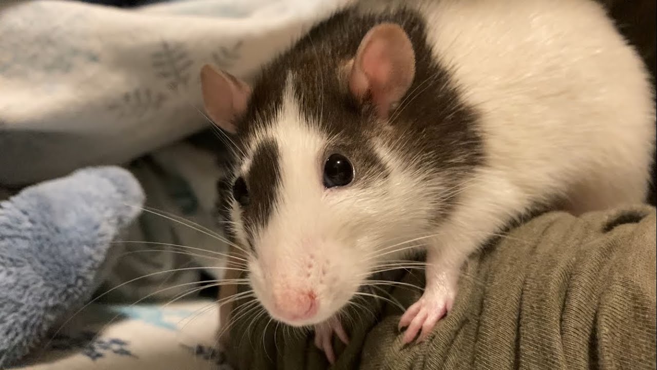 rat being a sweet little rat