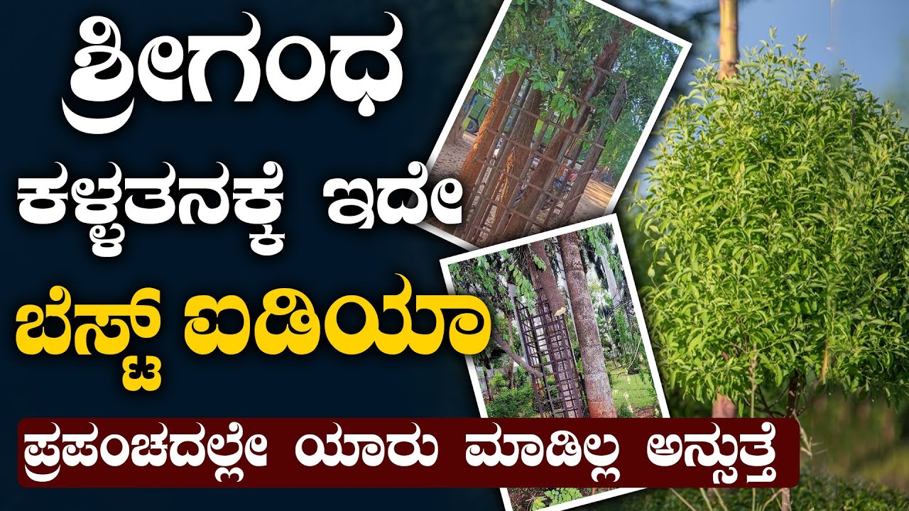 ಶ್ರೀಗಂಧ ಹಾಗೂ ರಕ್ತ ಚಂದನವನ್ನು ಕಳ್ಳರಿಂದ ಉಳಿಸಲು ಇದೆ ಬೆಸ್ಟ್ ಐಡಿಯಾ..! sandalwood Farming in karnataka