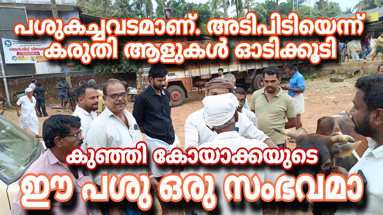 പശു കച്ചവടമാണ്... അടിപിടിയെന്ന് കരുതി ആളുകൾ ഓടിക്കൂടി.. കുഞ്ഞി കോയാക്കയുടെ ഈ പശു ഒരു സംഭവമാ 