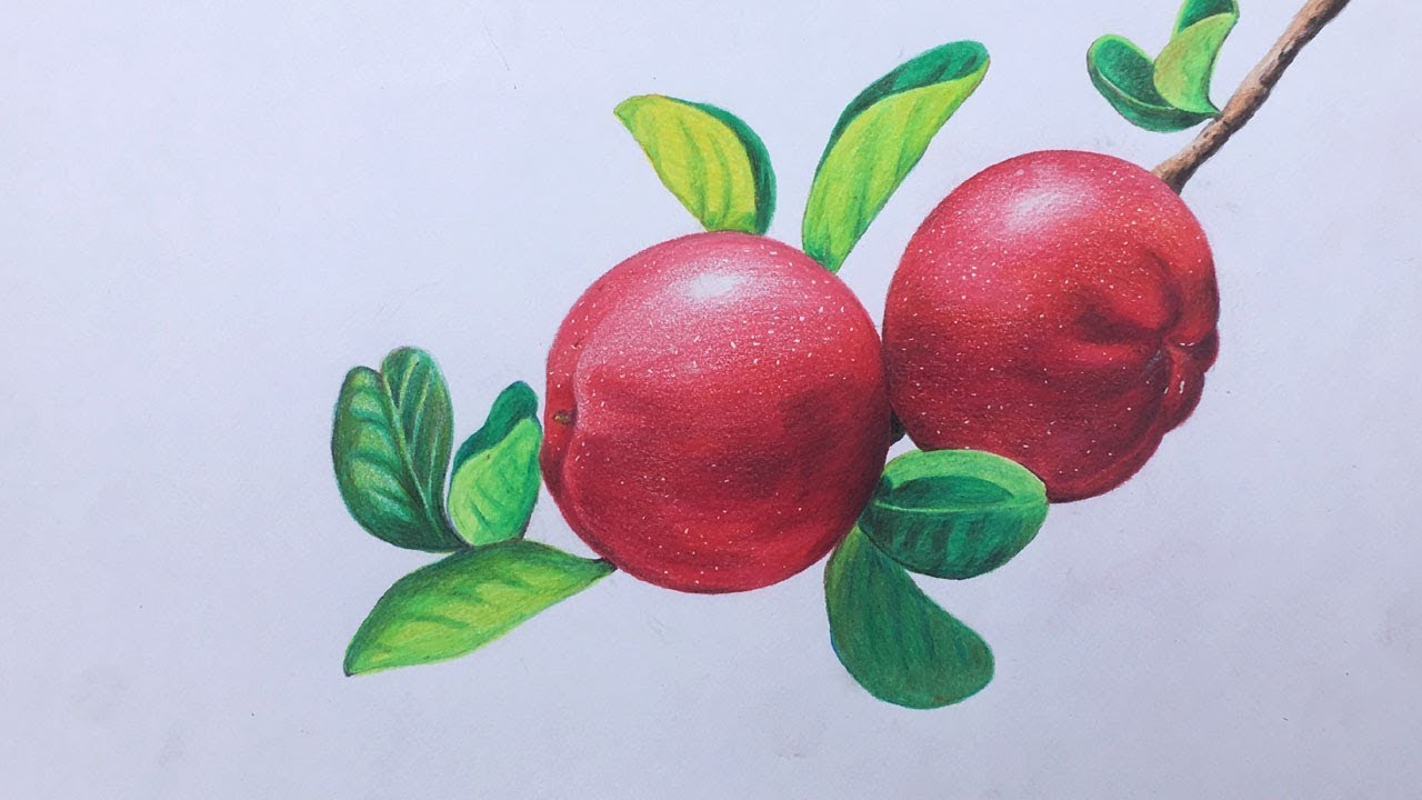 Cherry drawing in color pencil | fruit drawing | realistic cherry drawing