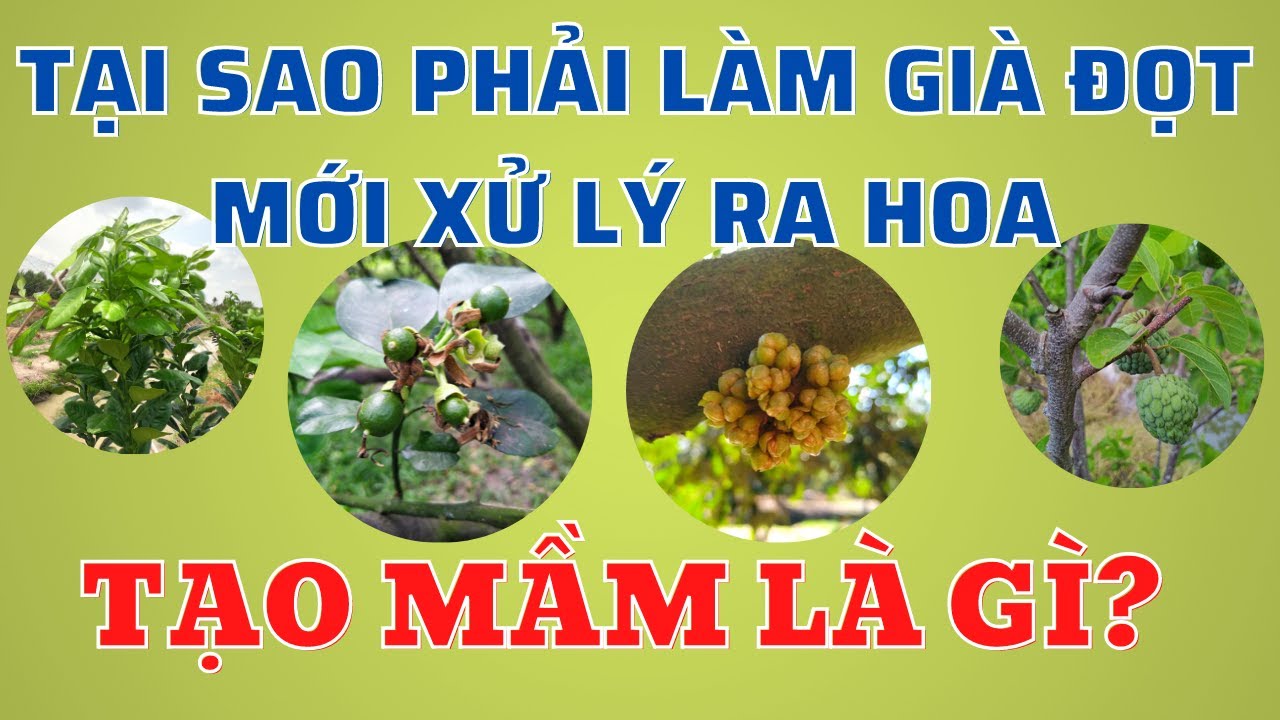 Tại sao phải làm già đọt rồi mới xử lý ra hoa | Tạo mầm hoa là gì? | Nguyên lý của ra hoa