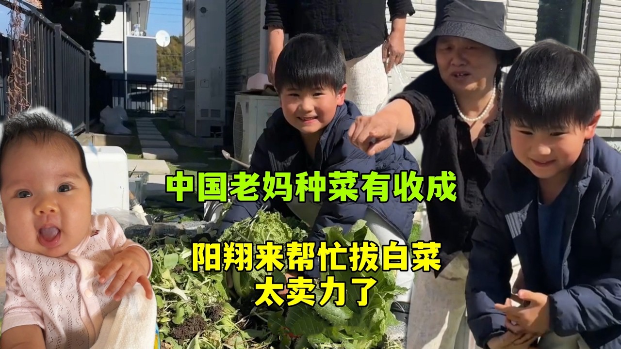 中國老媽在日本種菜，陽翔幫忙拔高麗菜太棒！大豐收！