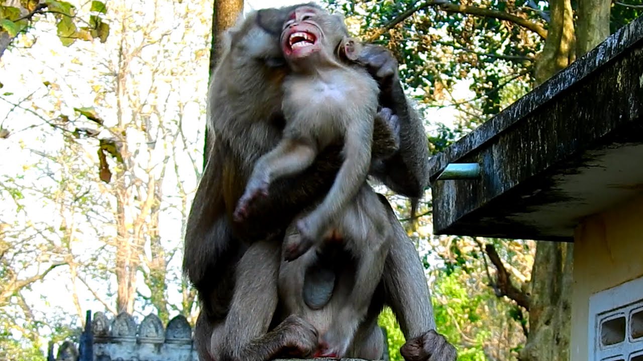 Cruel Mother Wean Baby Seriously, Baby Cry Loudly