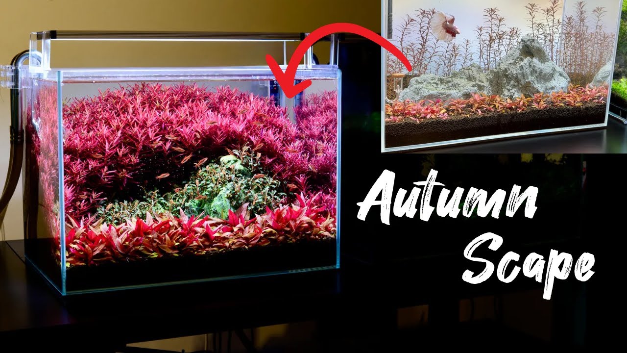 수초를 붉게 만드는 비밀은 비료가 아니라 가위입니다: 초보자를 위한 가을 어항 만들기