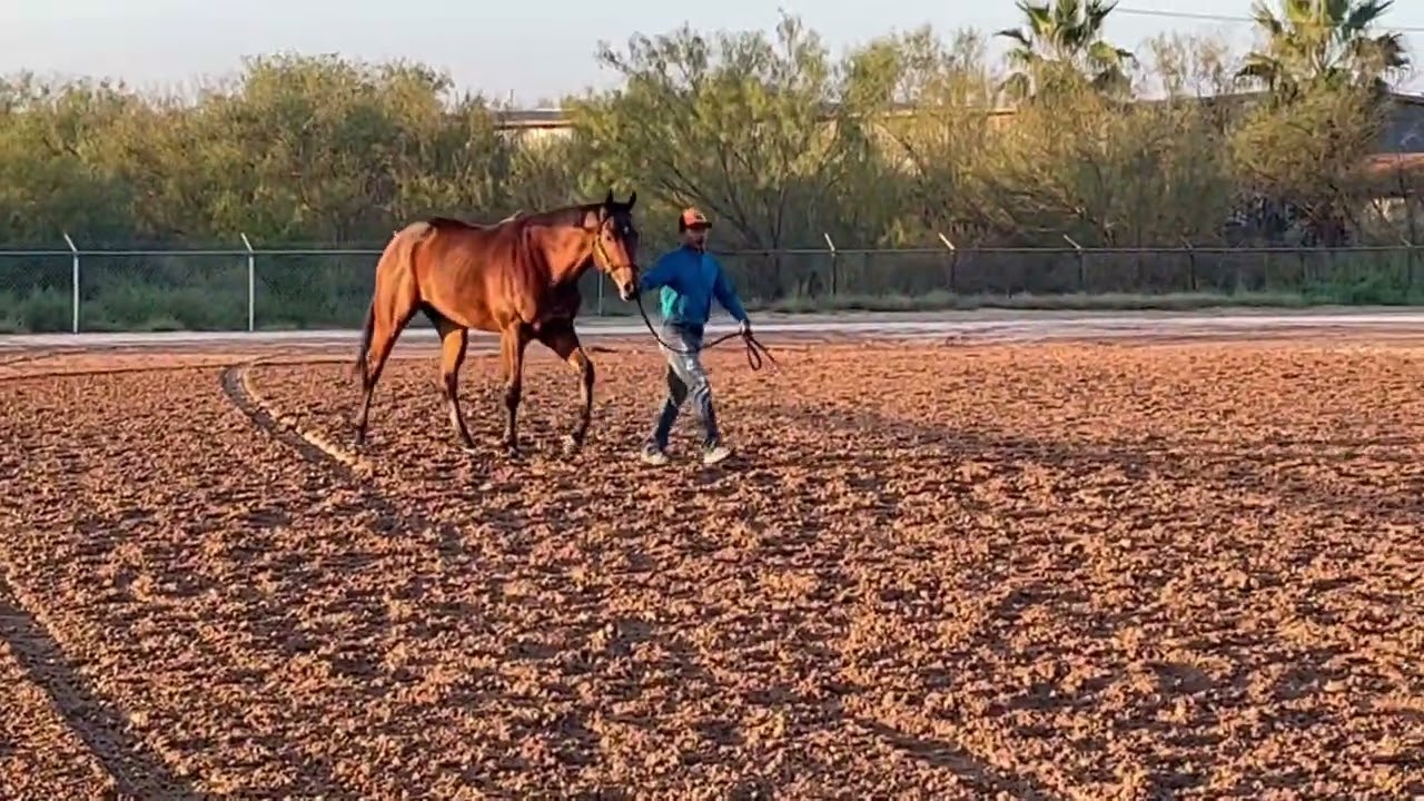 Cash Asmussen Equine - Bourbon Rebellion