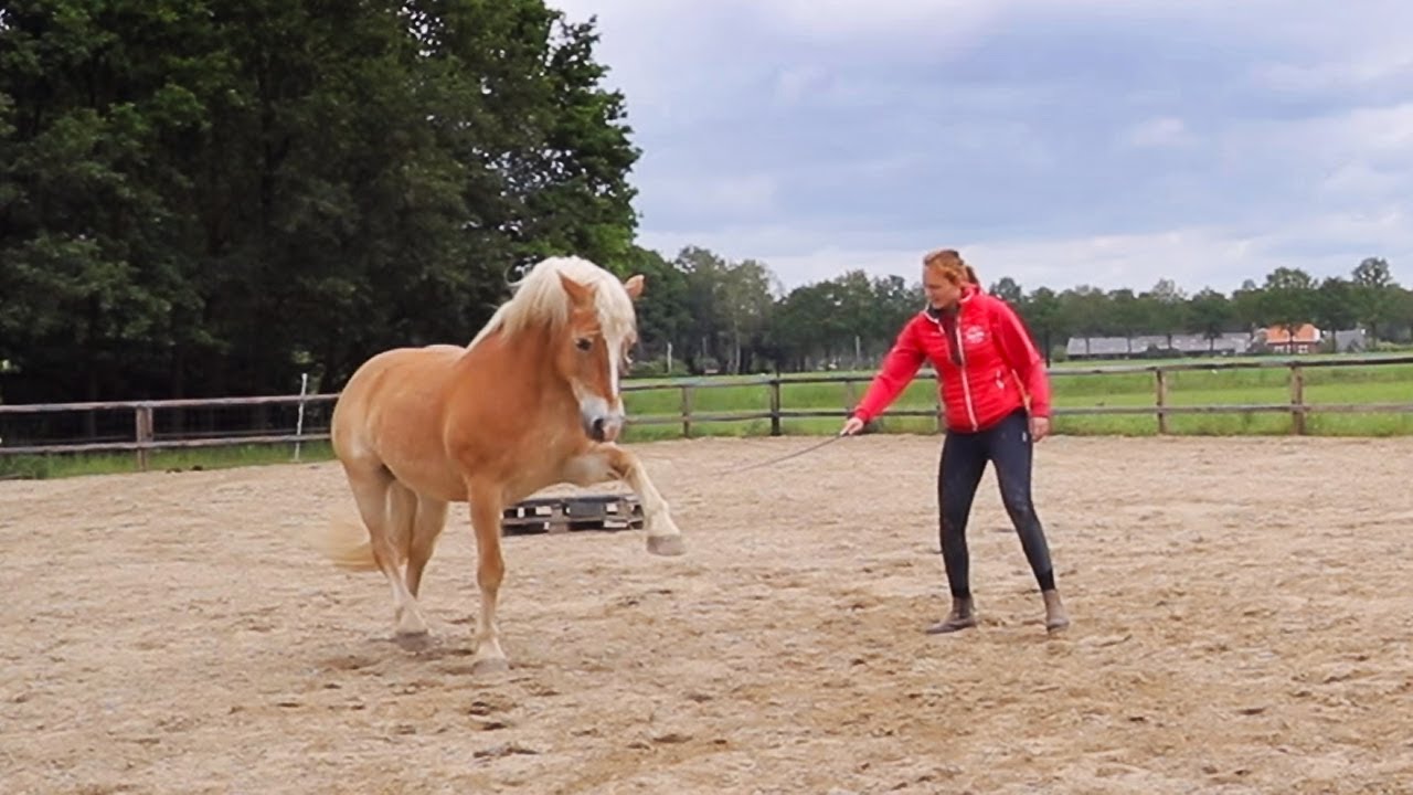 TRICKTRAINING MY HAFLINGER SHILAS