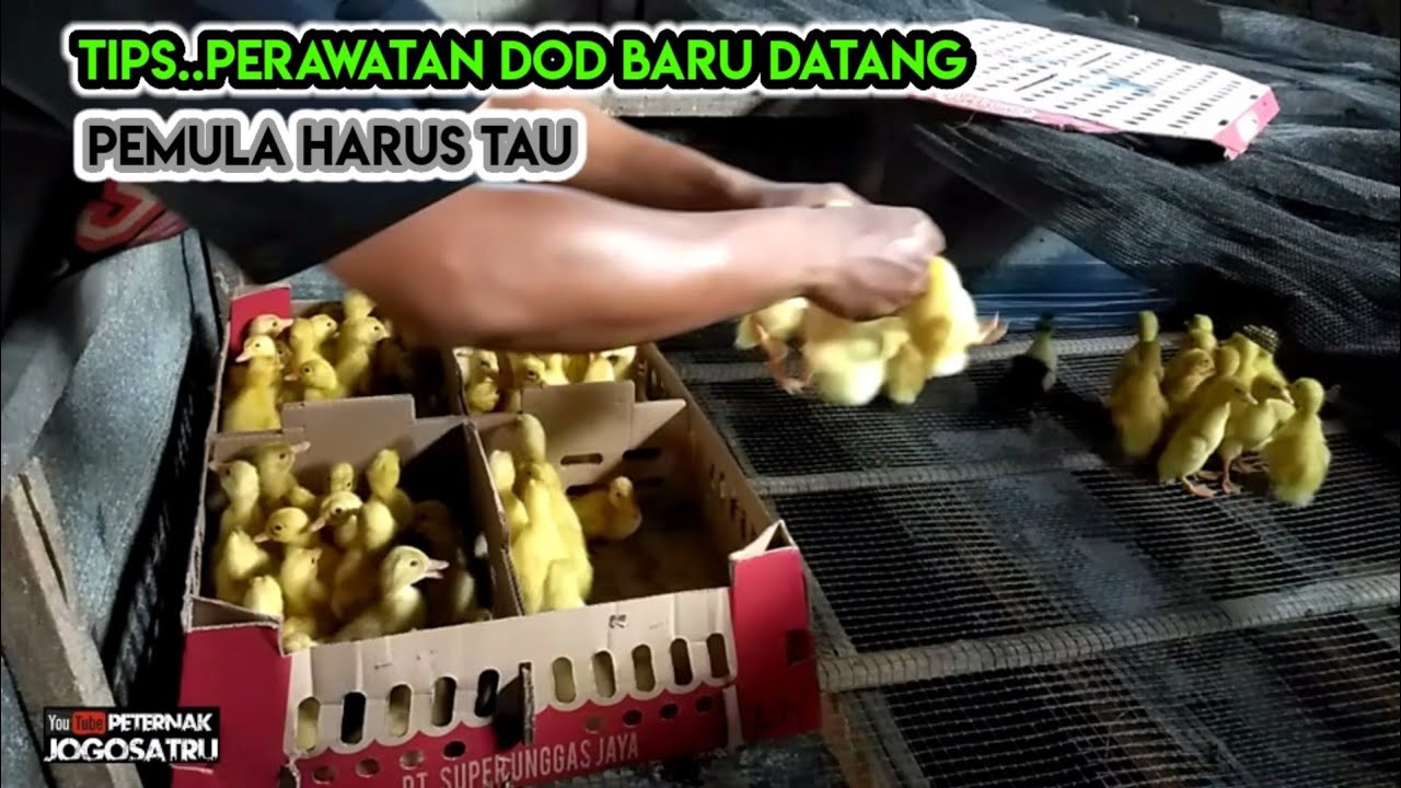 TIPS UNTUK DOD YG BARU DATANG
