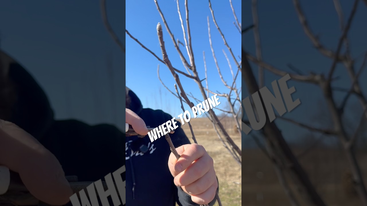 Where to prune? Where you cut matters as much as what you cut! #appletrees #fruittrees