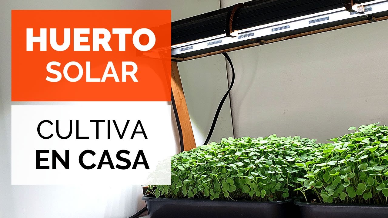 🌱 MICRO HUERTO SOLAR! (Cosecha en 7 días) Cómo cultivar Microverdes o Brotes en Casa