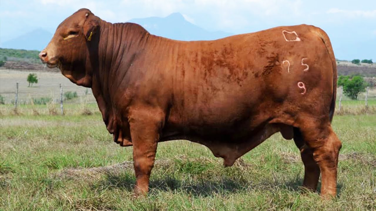496. Grupo Beefmaster Supremo