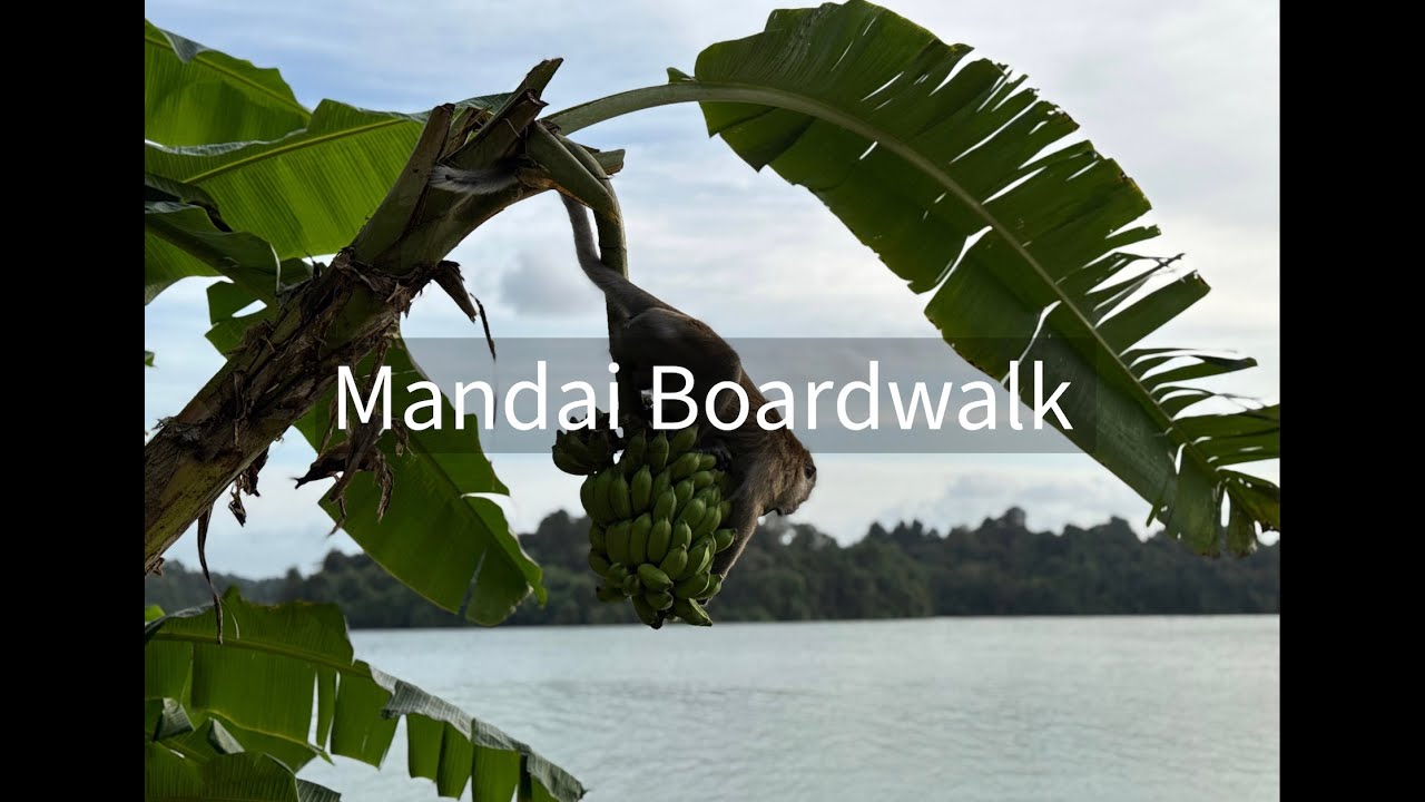 Mandai Boardwalk | Walking Tour 2025