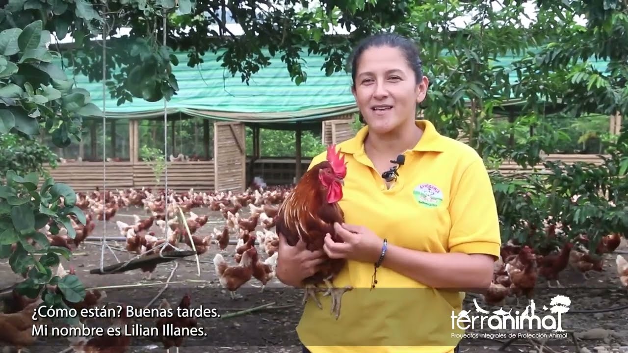 Avigranja Imperio - gallinas en libre pastoreo
