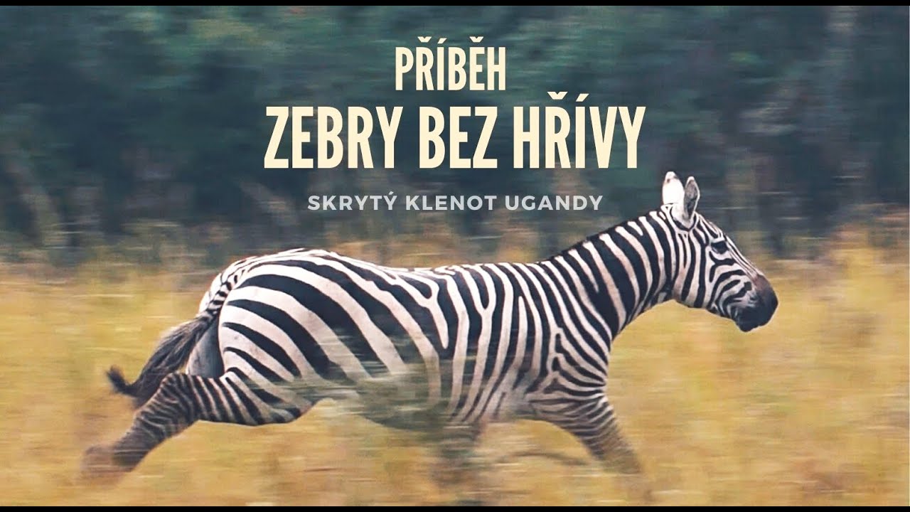 Příběh zebry bez hřívy (dokumentární film)