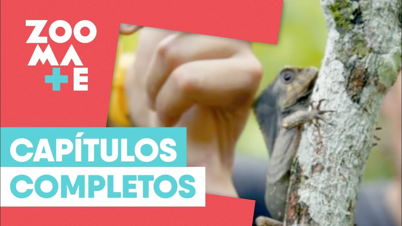ZOOmate - Rescate animal | Capítulo 16