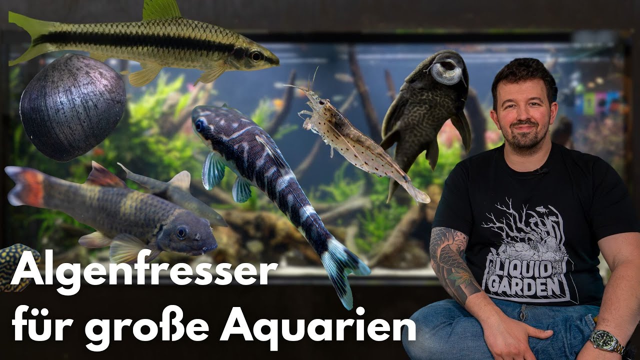 Die BESTEN Algenfresser f&uuml;r gro&szlig;e Aquarien!