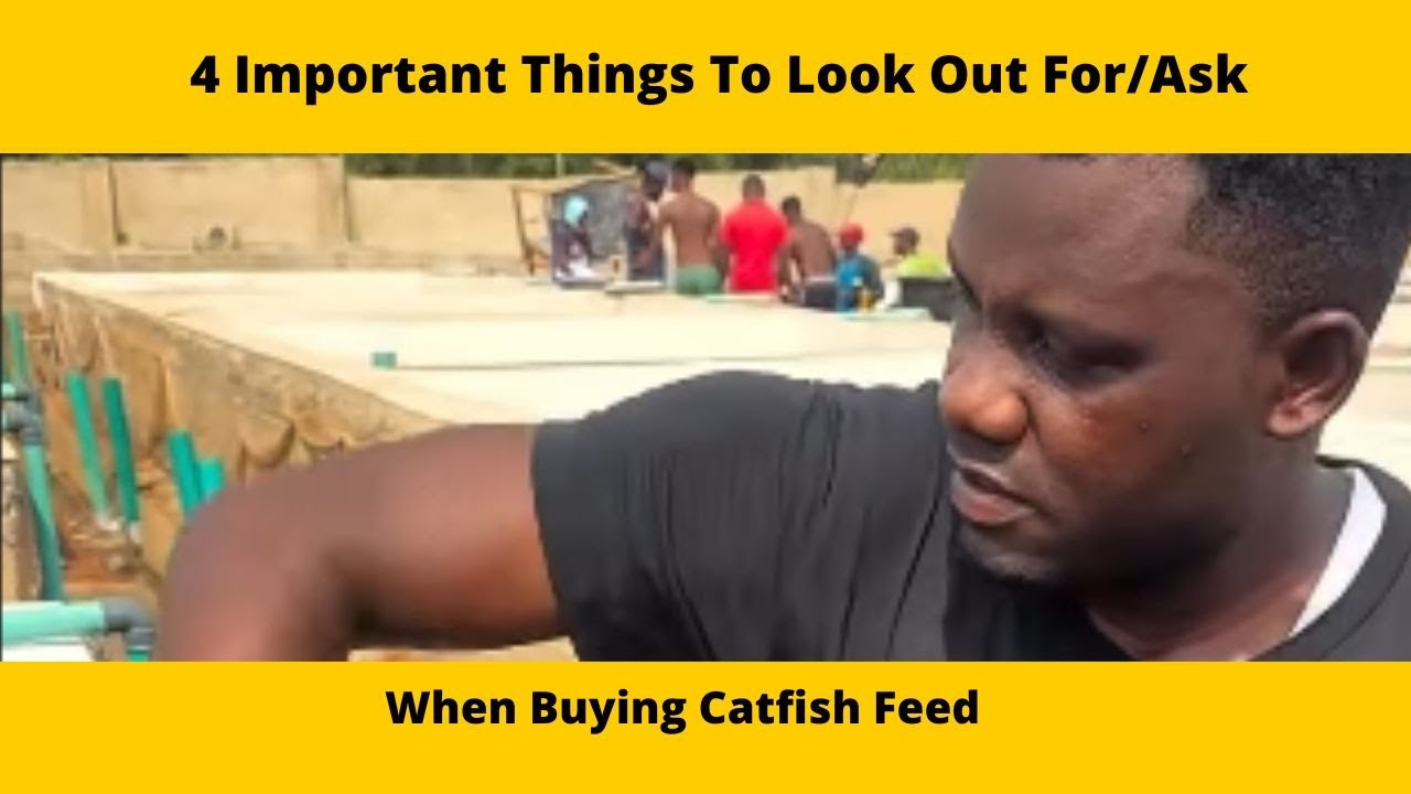 4 Important Things To Look Out For/Ask When Buying Catfish Feed