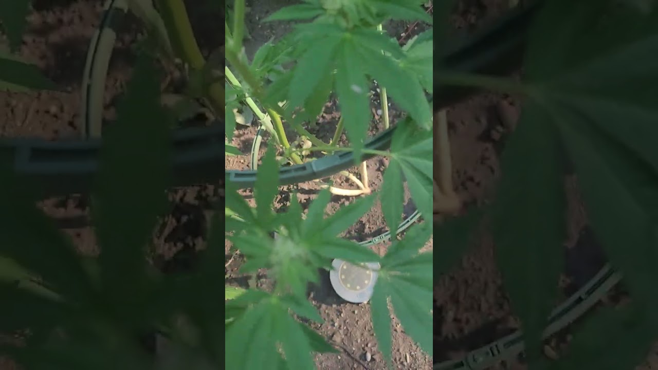 Mine vs my friends. Same everything, (almost,) but different strains. Canada legal marijuana.