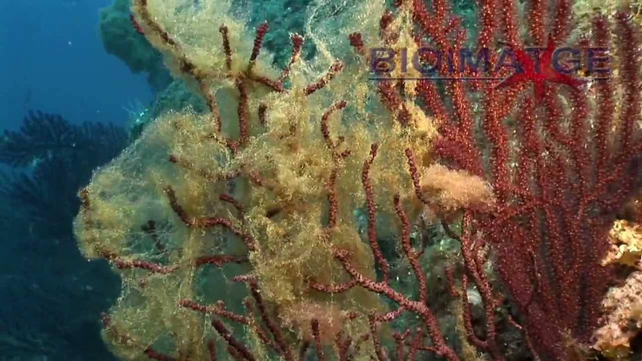 Gorgonias en peligro de desaparición.